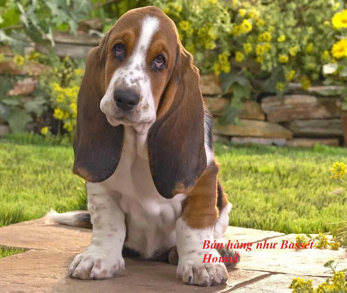 Basset Hound - hình mẫu bán hàng kiên trì và đáng tin cậy trong Salesdogs PDF