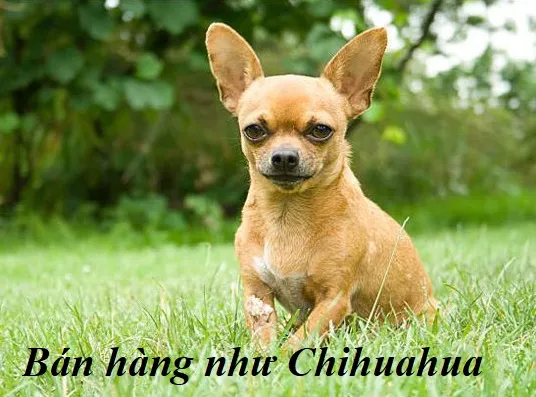 Chihuahua - kiểu bán hàng dựa trên kiến thức chuyên sâu trong sách Những chú chó bán hàng
