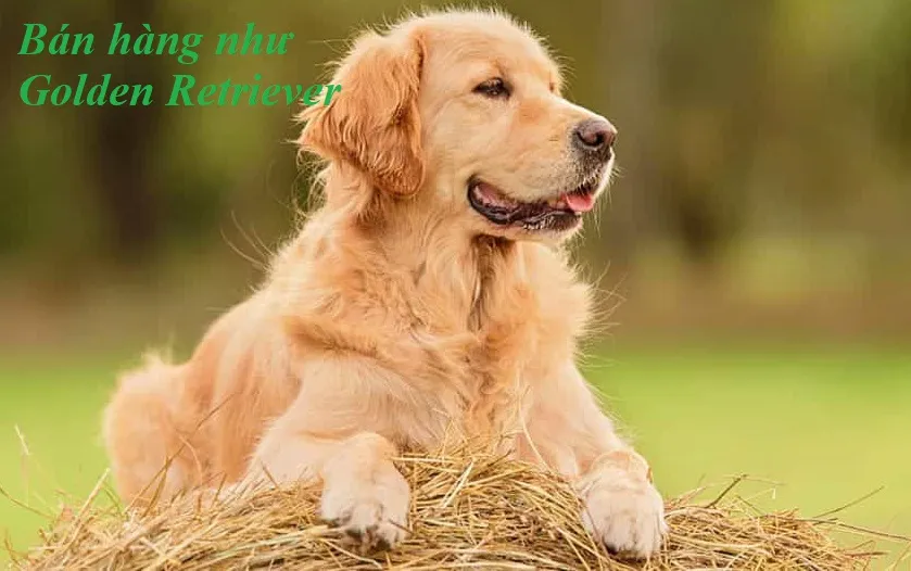 Golden Retriever - hình mẫu bán hàng tận tâm trong Những chú chó bán hàng Salesdogs PDF