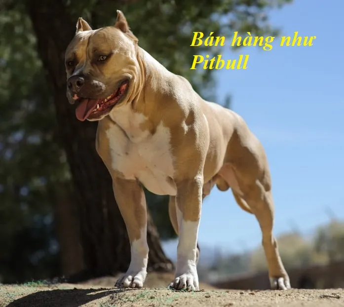 Phong cách bán hàng Pit Bull trong sách Những chú chó bán hàng Salesdogs - mạnh mẽ và quyết liệt
