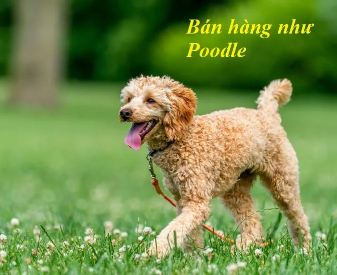 Poodle - phong cách bán hàng chú trọng hình ảnh và giao tiếp trong Salesdogs của Blair Singer
