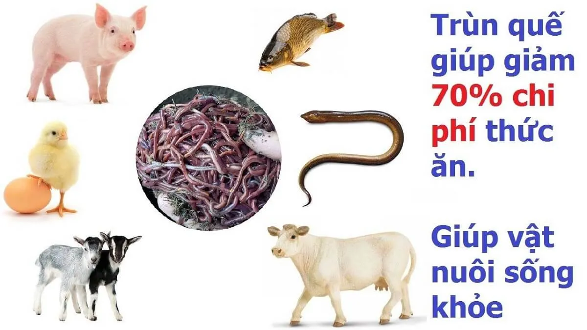Trùn quế tươi dùng làm thức ăn giàu đạm cho vật nuôi