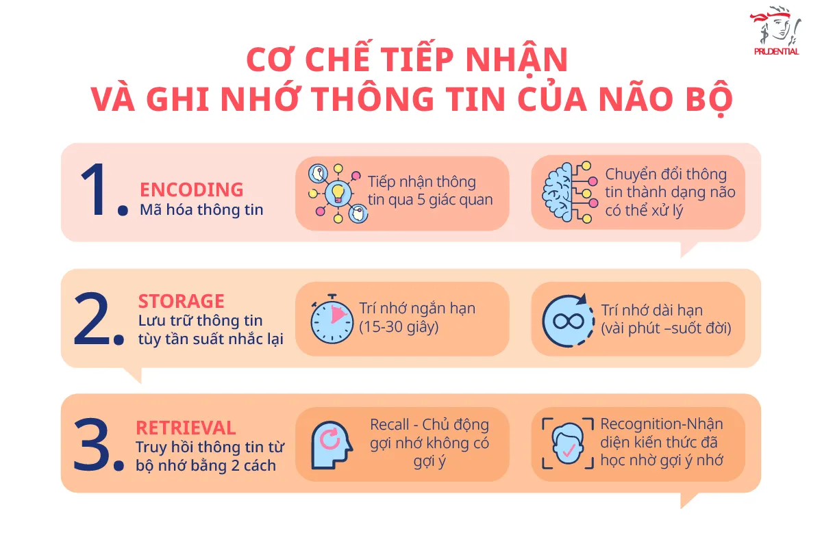 Sơ đồ 3 bước ghi nhớ thông tin của não bộ: mã hóa, lưu trữ, truy xuất