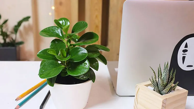 Cây Kim Ngân hợp phong thủy cho người mệnh Kim đặt trên bàn làm việc