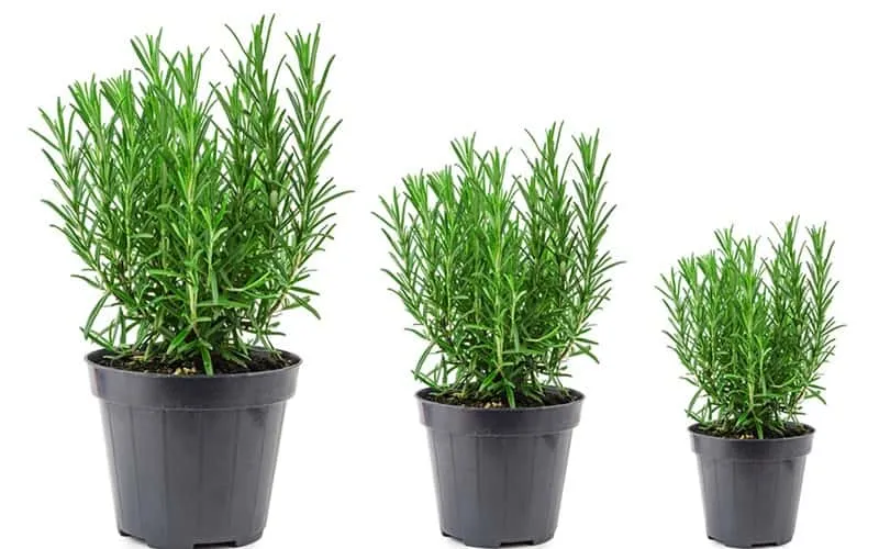 Cây hương thảo trồng trong chậu nhỏ tỏa hương thơm dễ chịu