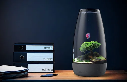 Mẫu bể cá mini độc đáo trang trí bàn làm việc