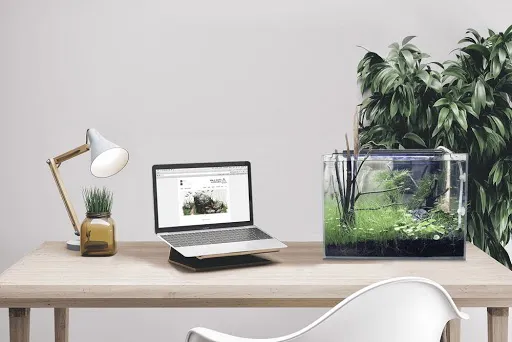 Bể cá mini hình tròn đặt trên bàn làm việc tạo điểm nhấn và thu hút tài lộc
