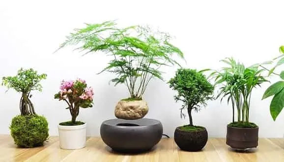 Cây phong thủy hợp mệnh Thủy như cây kim tiền mang lại sinh khí và tài lộc
