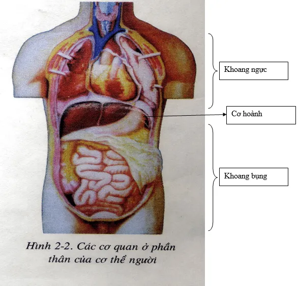 Sơ đồ khoang ngực và khoang bụng - nội dung ôn tập Sinh học 8 pdf