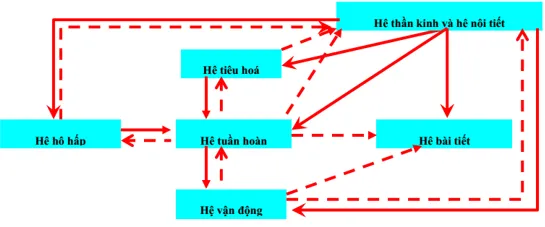 Minh họa sự phối hợp hoạt động của các hệ cơ quan - kiến thức trọng tâm Sinh 8