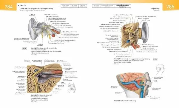 Trang minh họa chi tiết cấu trúc giải phẫu trong sách Atlas Sobotta PDF