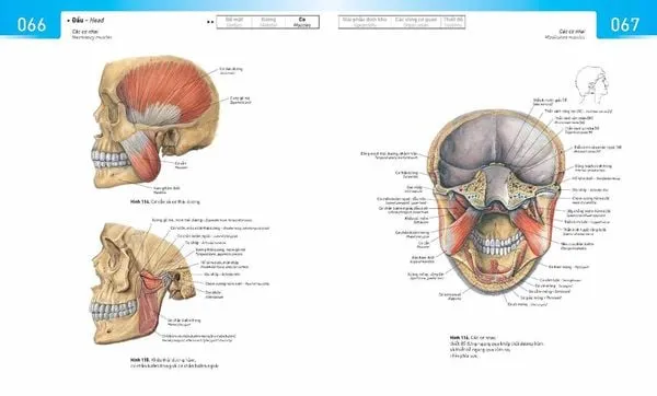 Bìa sách Atlas Giải phẫu người Sobotta PDF tiếng Việt kinh điển cho y khoa