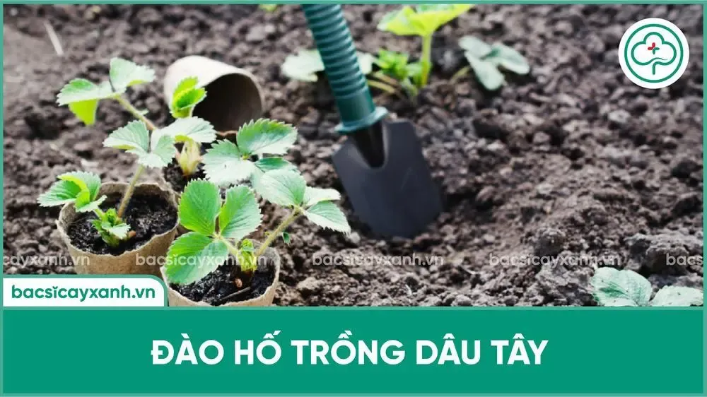 Đào hố trồng dâu tây đúng kích thước và độ sâu theo tài liệu kỹ thuật