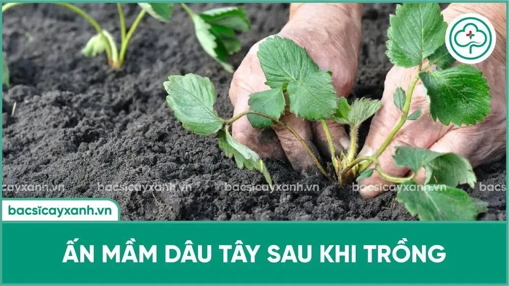 Ấn mầm dâu tây sau khi trồng giúp rễ bám chắc