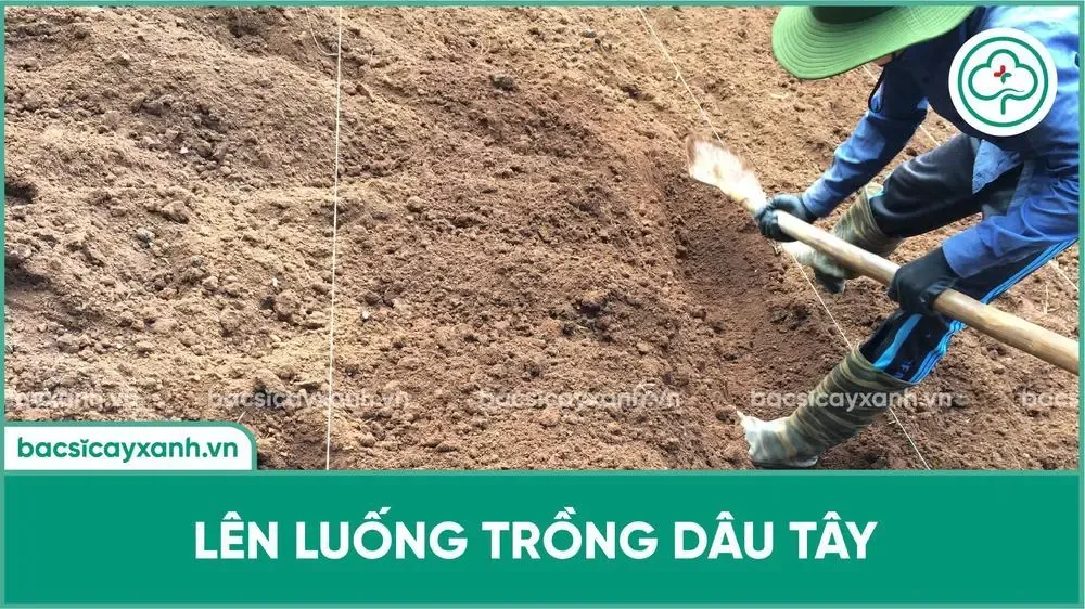 Lên luống trồng dâu tây truyền thống chuẩn kỹ thuật