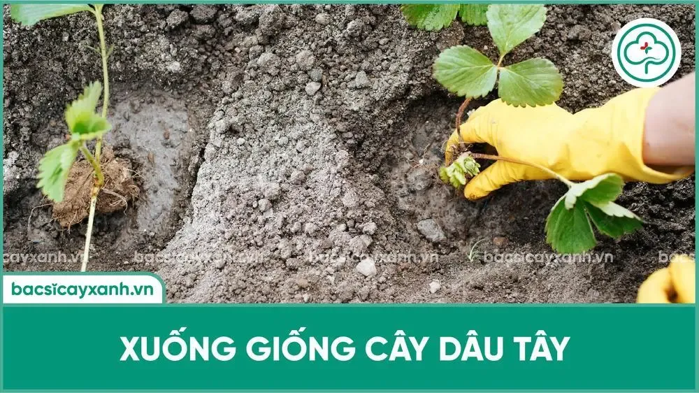 Kỹ thuật xuống giống dâu tây từ ngó chiết để đảm bảo tỷ lệ sống cao